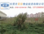 東莞清溪70畝工業(yè)地皮出租/出售/訂建