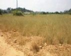 清溪鎮(zhèn)工業(yè)區(qū)250畝地皮超低價出售