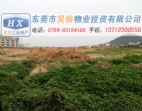 清溪工業(yè)區(qū)內(nèi)50畝集體證工業(yè)土地低價(jià)出售