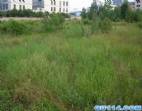 四面環(huán)路東莞常平150畝工業(yè)地皮出售或土地招商