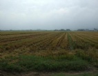 東莞鳳崗主干道邊300畝工業(yè)地皮/土地出售