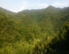 東莞山地出售2728畝大面積竹林轉(zhuǎn)讓